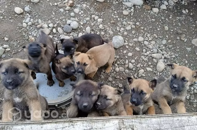 Se regalan perritos - Imagen 3