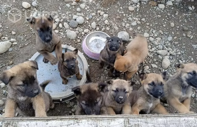 Se regalan perritos