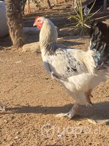 Pollones Brahma