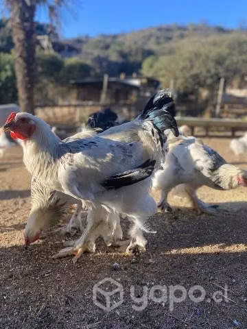 Pollones Brahma