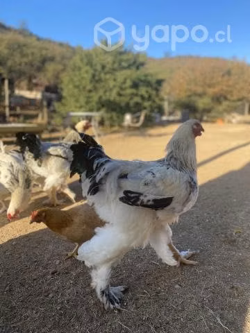 Pollones Brahma