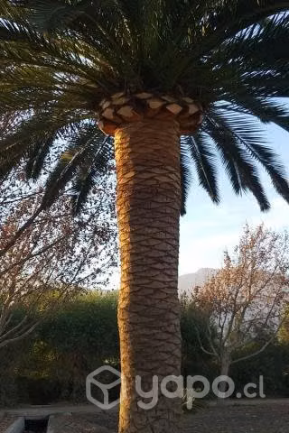 Poda y limpieza de palmeras