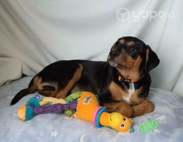 Hermosos cachorros en adopción responsable