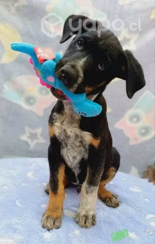 Hermosos cachorros en adopción responsable