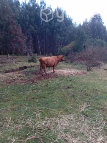 Vaca - Imagen 3