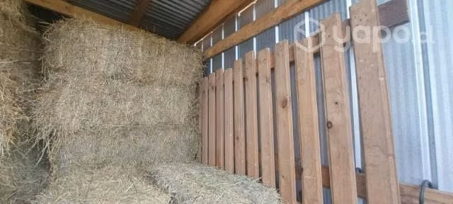 Fardos de alfalfa - Imagen 2