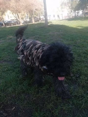 Regalón azabache hijo de poodle