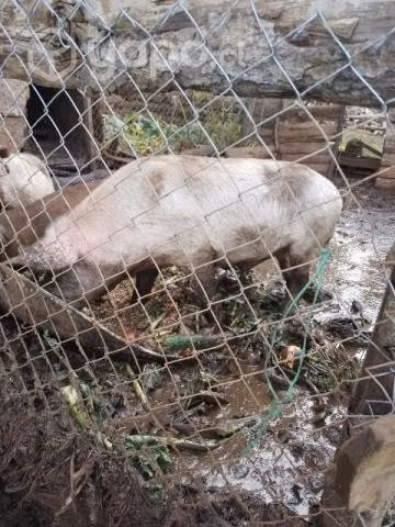 Chancho barraco - Imagen 2