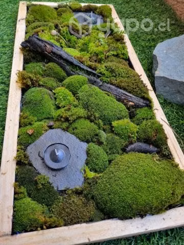 Arte con musgo natural