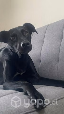 Hogar temporal para Molly