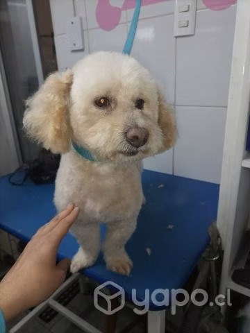 Perrito en adopción