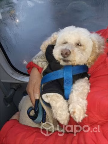 Perrito en adopción - Imagen 3