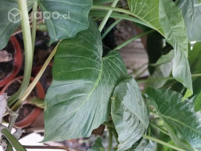 Plantas finas