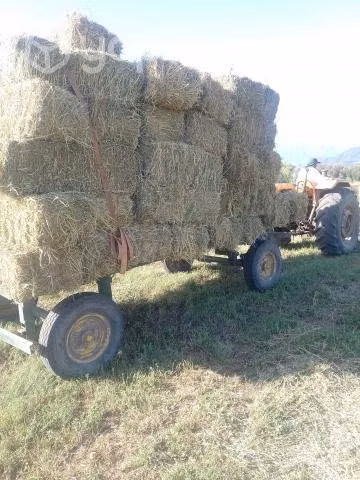 Fardos Alfalfa - Imagen 2
