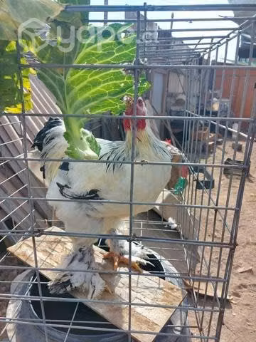 Gallinas brahmas y cochinchinas