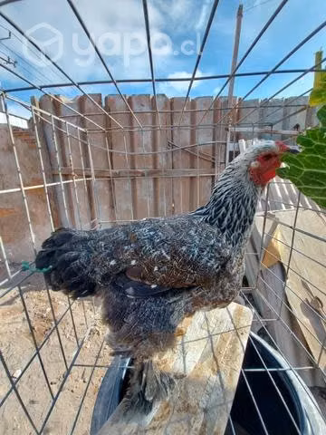 Gallinas brahmas y cochinchinas