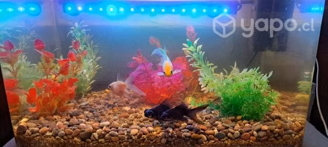 Acuario con accesorios