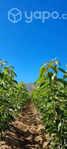 Plantas de Cerezo