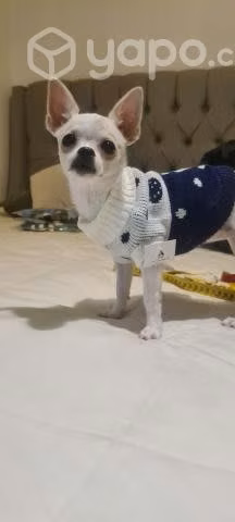 Ropa perro - Imagen 2