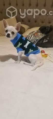 Ropa perro - Imagen 3