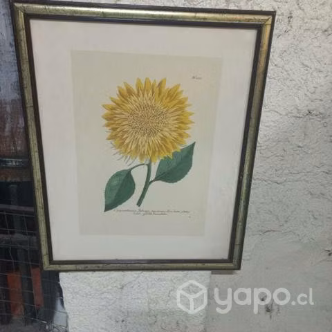 Cuadro de girasol maravilla usado