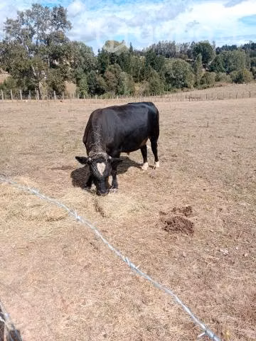 Toro angus