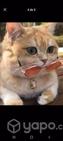 Lentes para gatitos