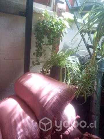 Tierra de hoja