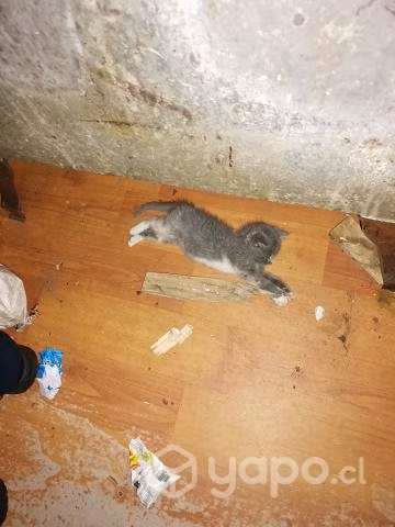 Se regala una linda guatita