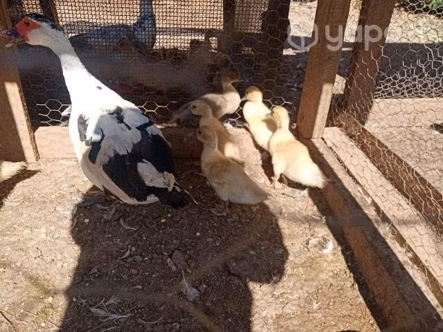 Aves de corral - Imagen 3