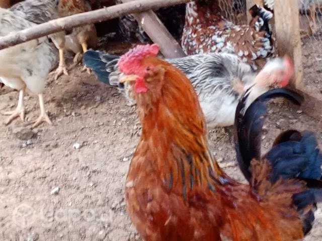 Aves de corral - Imagen 6