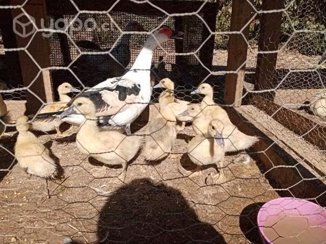 Aves de corral - Imagen 5
