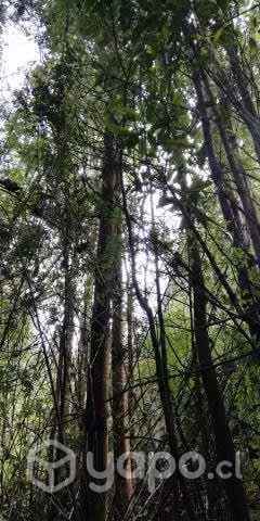 Se venden 19,35 ha Piedra Azul Alto, Puerto Montt