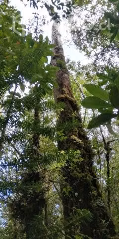 Se venden 19,35 ha Piedra Azul Alto, Puerto Montt