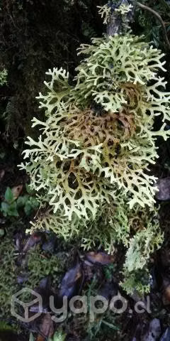 Se venden 19,35 ha Piedra Azul Alto, Puerto Montt