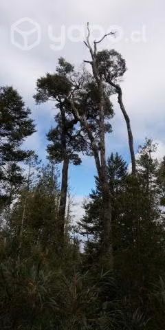 Se venden 19,35 ha Piedra Azul Alto, Puerto Montt