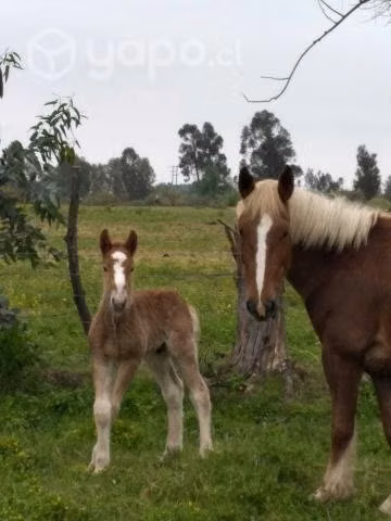 Yeguas preñadas percheronas alazanas - Imagen 2