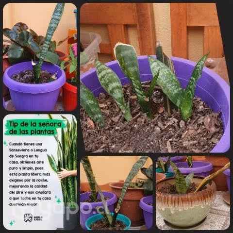 Sansevieria