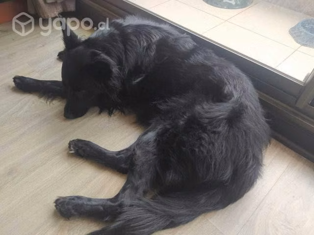 Abrigo de perro