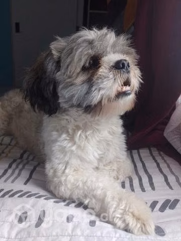 Perritos shith tzu