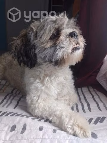 Perritos shith tzu