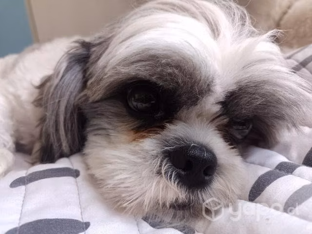 Perritos shith tzu