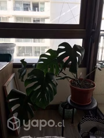 Monstera