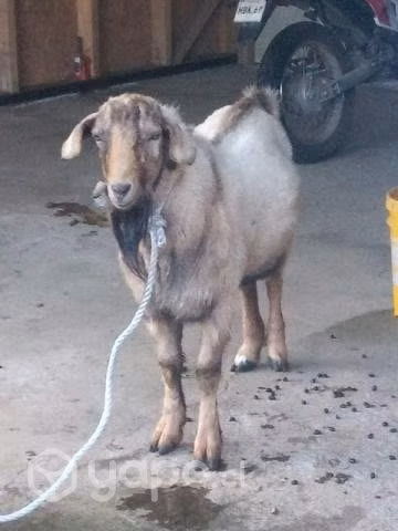 chivo reproductor