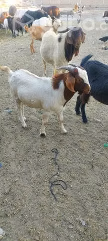 Boer chivos de raza