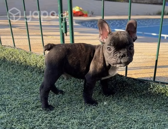 Bulldog fránces macho brindle
