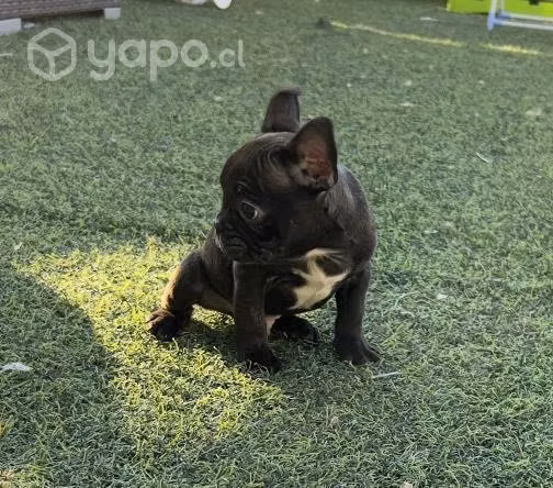 Bulldog fránces macho brindle