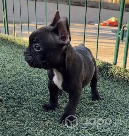 Bulldog fránces macho brindle