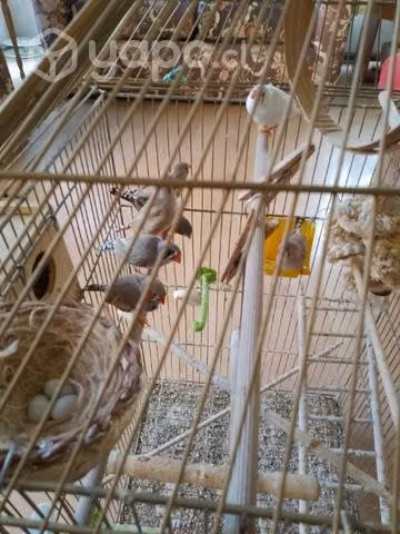 Accesorios para pajaritos
