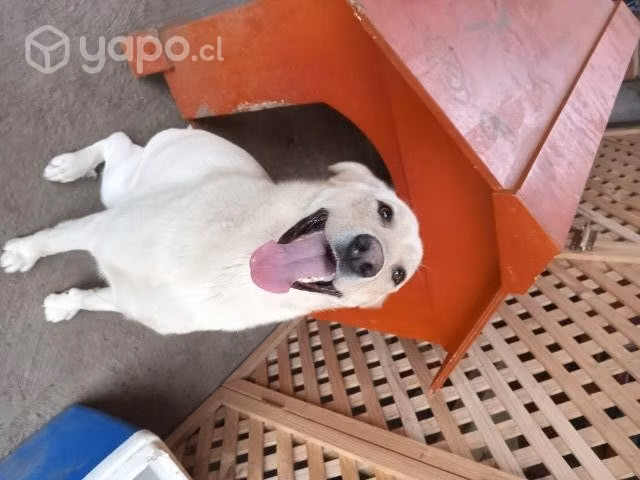 Perrito busca hogar